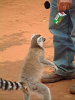 ���� ��� - �����